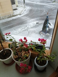 �u���O�ʐ^