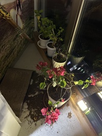 �u���O�ʐ^